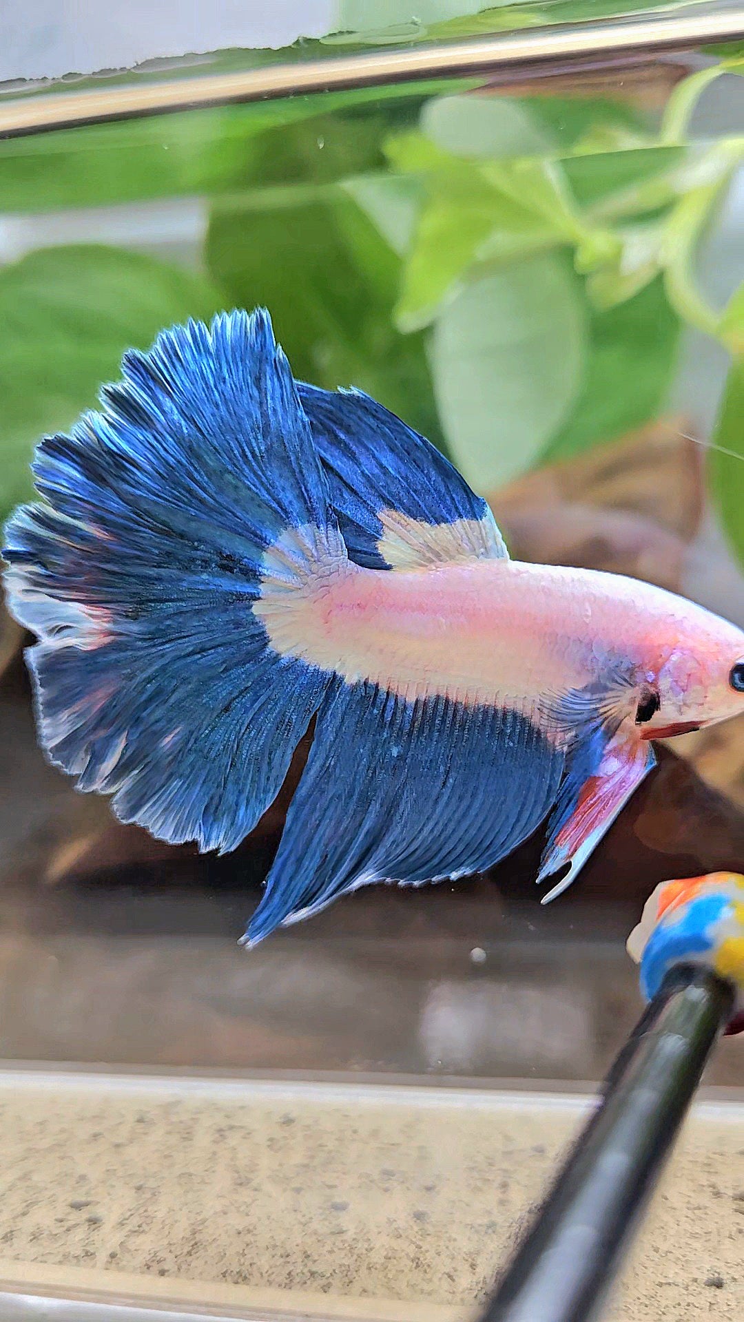 HALFMOON ROSETAIL BLUE RIM BICOLOR PINK FLAMINGGO BETTA FISH