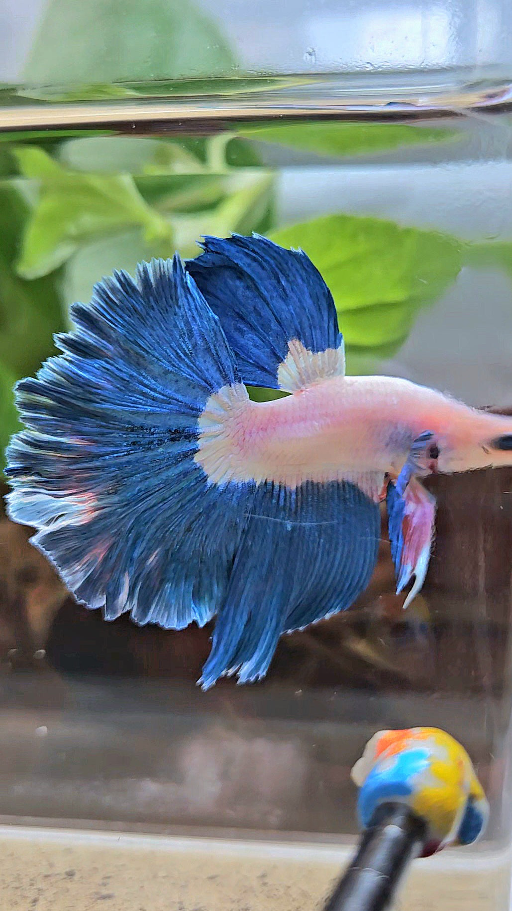 HALFMOON ROSETAIL BLUE RIM BICOLOR PINK FLAMINGGO BETTA FISH
