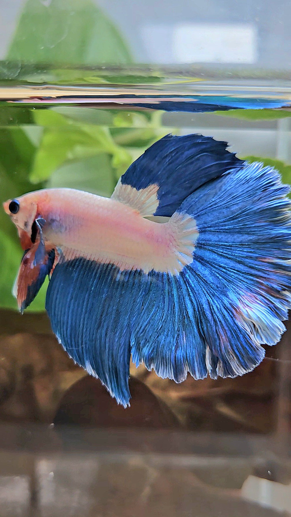 HALFMOON ROSETAIL BLUE RIM BICOLOR PINK FLAMINGGO BETTA FISH