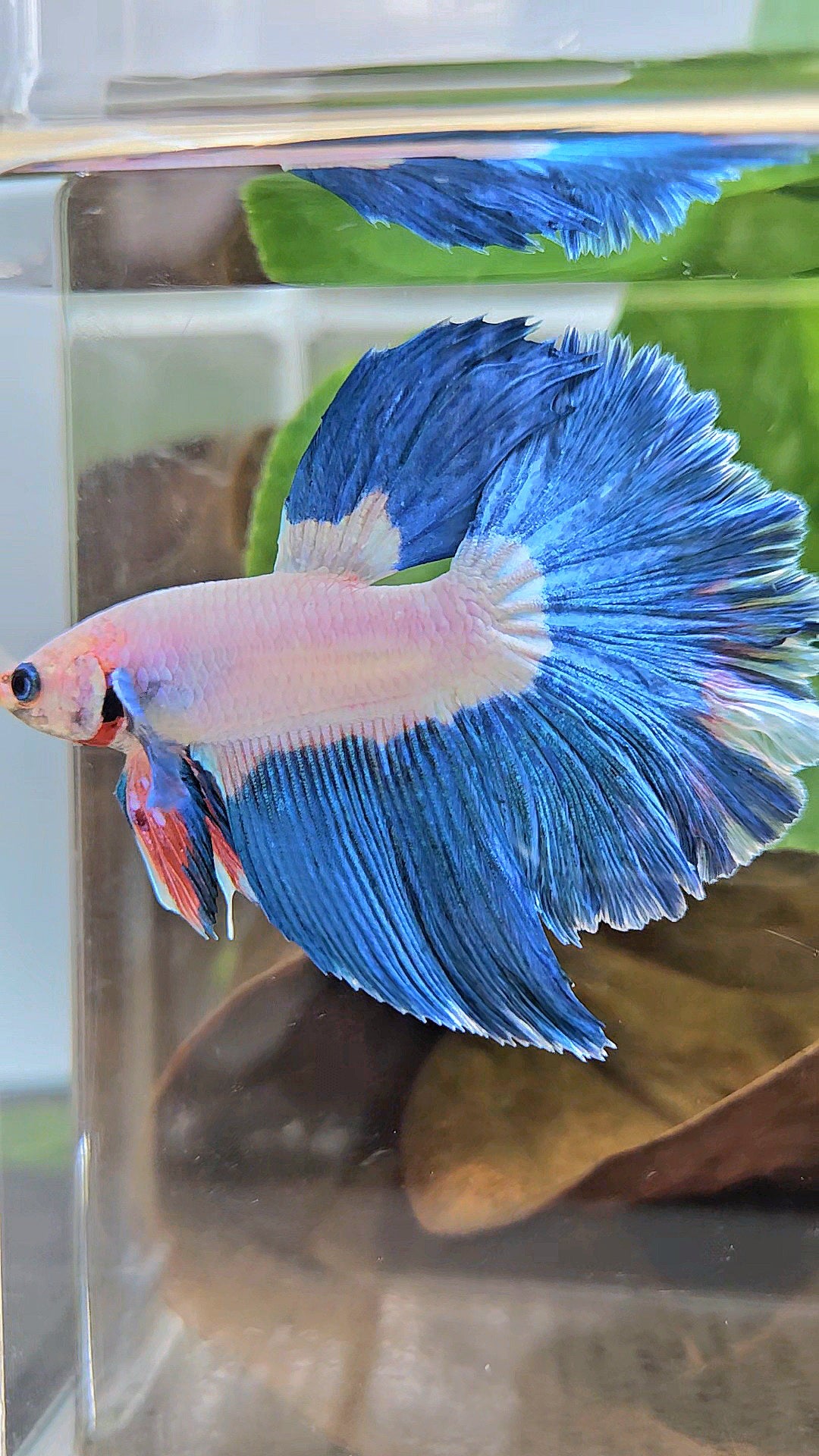 HALFMOON ROSETAIL BLUE RIM BICOLOR PINK FLAMINGGO BETTA FISH