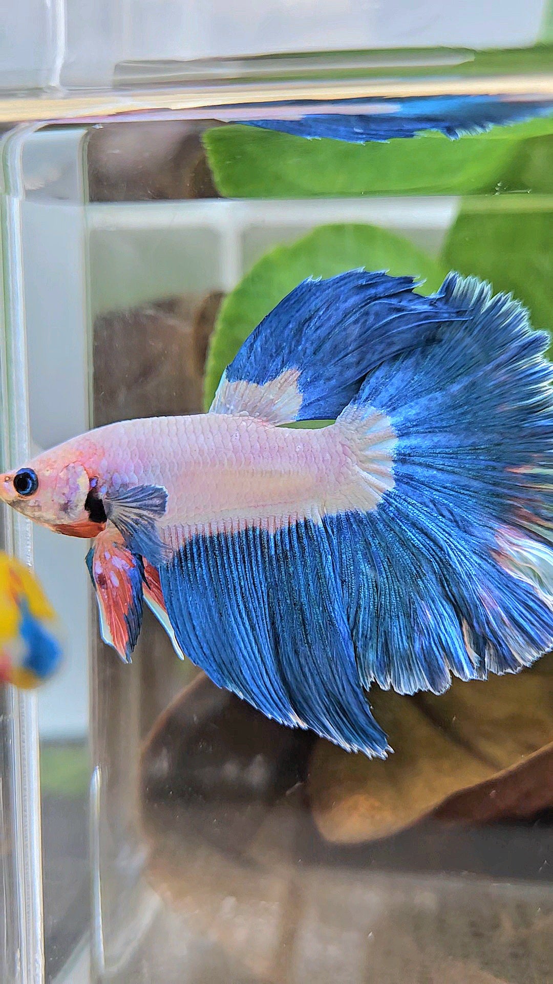 HALFMOON ROSETAIL BLUE RIM BICOLOR PINK FLAMINGGO BETTA FISH