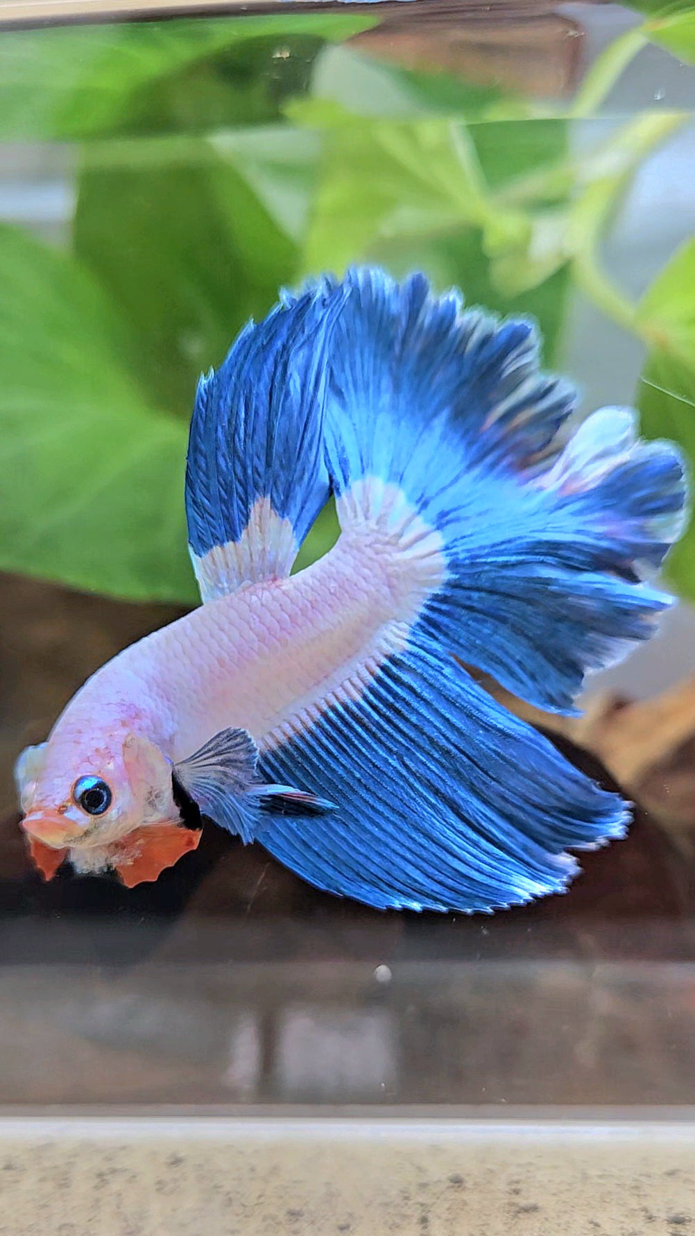 HALFMOON ROSETAIL BLUE RIM BICOLOR PINK FLAMINGGO BETTA FISH