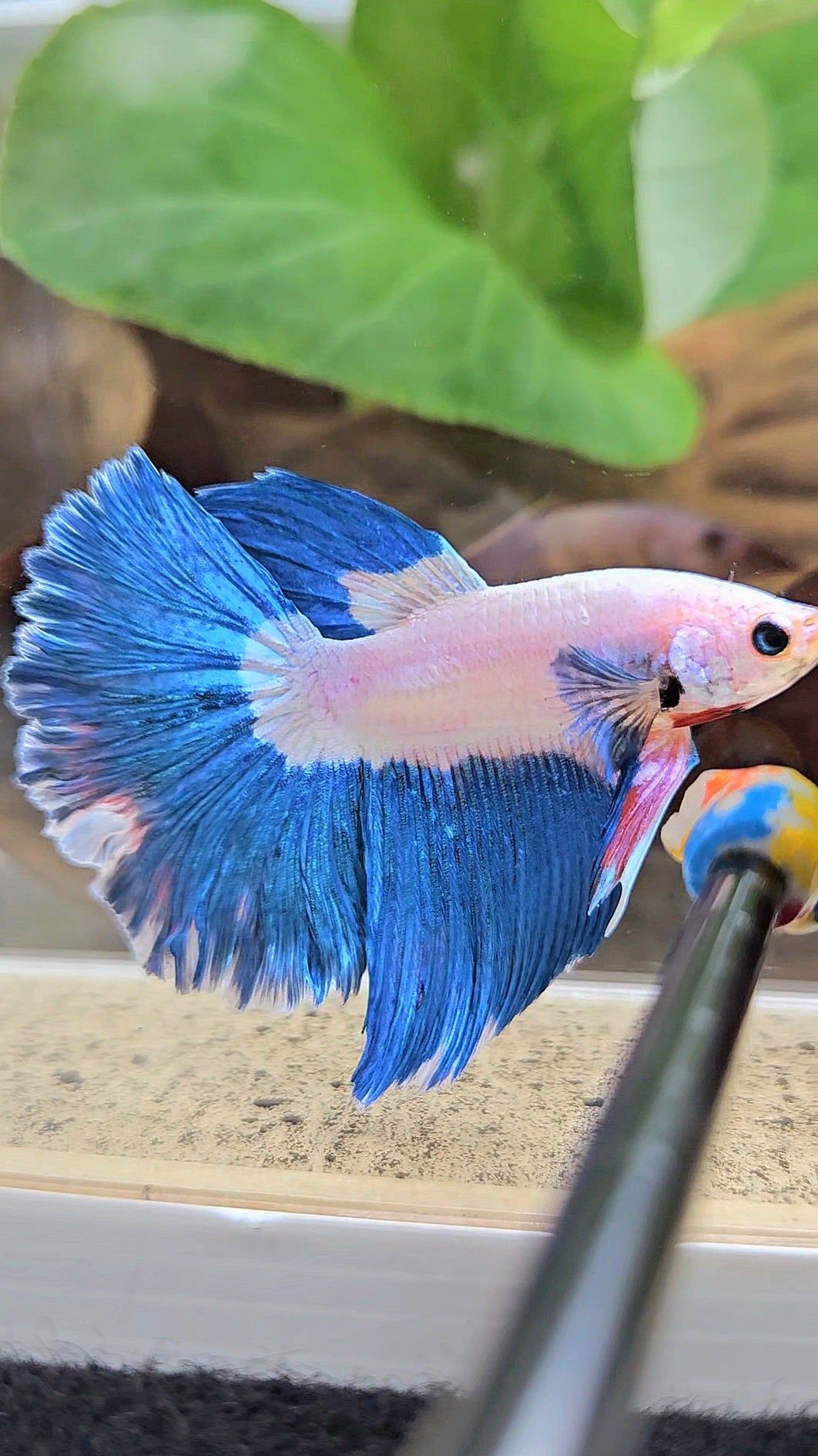 HALFMOON ROSETAIL BLUE RIM BICOLOR PINK FLAMINGGO BETTA FISH