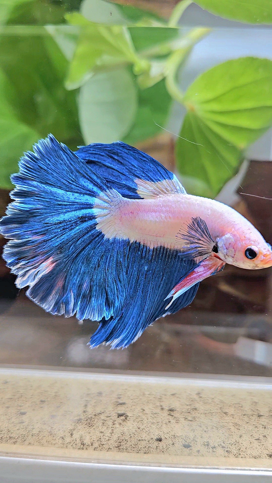 HALFMOON ROSETAIL BLUE RIM BICOLOR PINK FLAMINGGO BETTA FISH