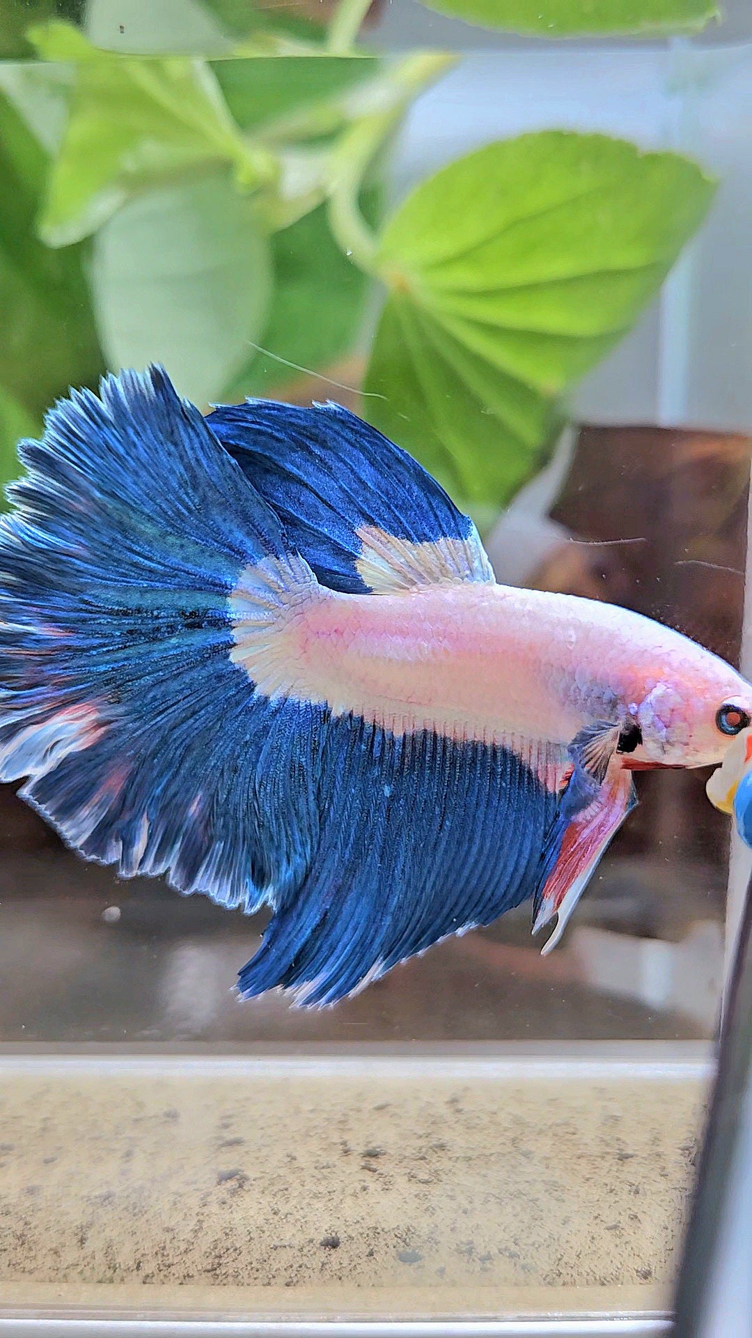 HALFMOON ROSETAIL BLUE RIM BICOLOR PINK FLAMINGGO BETTA FISH