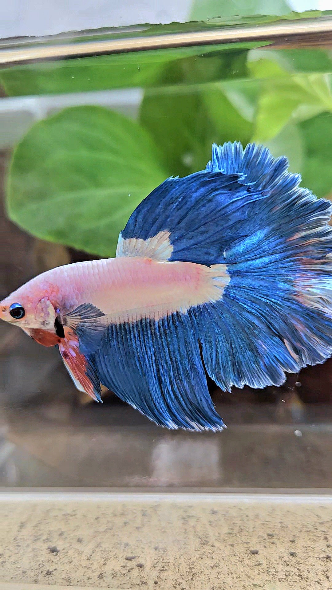 HALFMOON ROSETAIL BLUE RIM BICOLOR PINK FLAMINGGO BETTA FISH