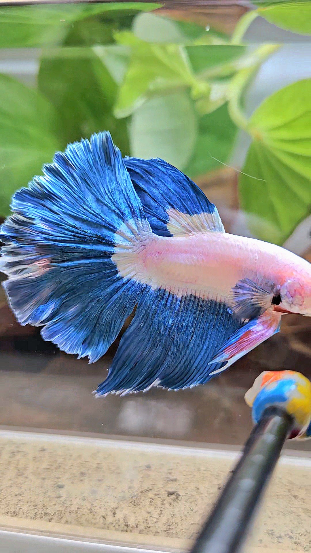HALFMOON ROSETAIL BLUE RIM BICOLOR PINK FLAMINGGO BETTA FISH