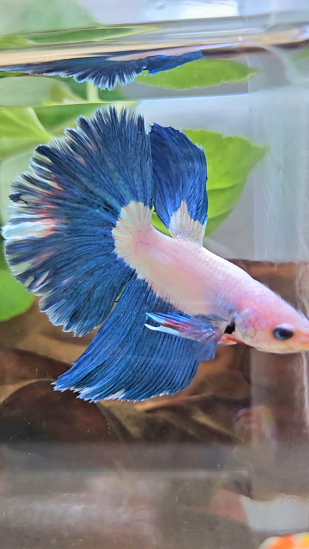 HALFMOON ROSETAIL BLUE RIM BICOLOR PINK FLAMINGGO BETTA FISH