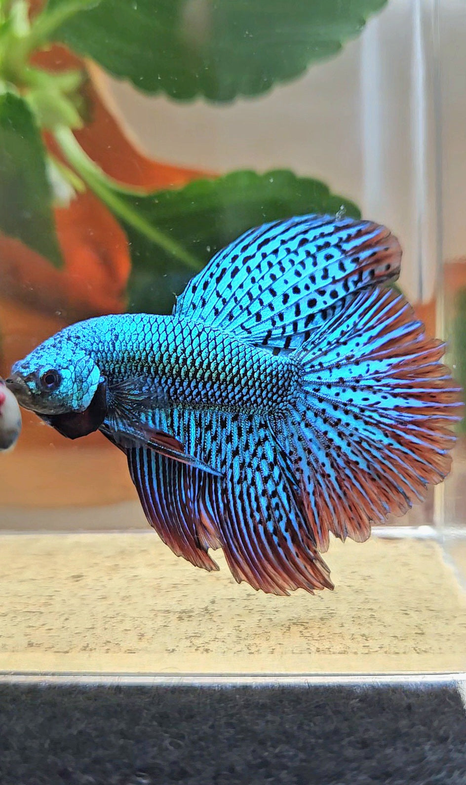 LUXURY HALFMOON ROSETAIL SUPER ALIEN GREEN HYBRID WILD BETTA FISH