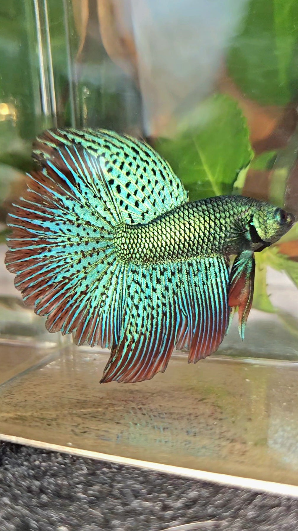 LUXURY HALFMOON ROSETAIL SUPER ALIEN GREEN HYBRID WILD BETTA FISH