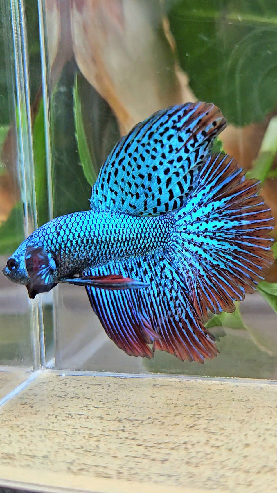 LUXURY HALFMOON ROSETAIL SUPER ALIEN GREEN HYBRID WILD BETTA FISH