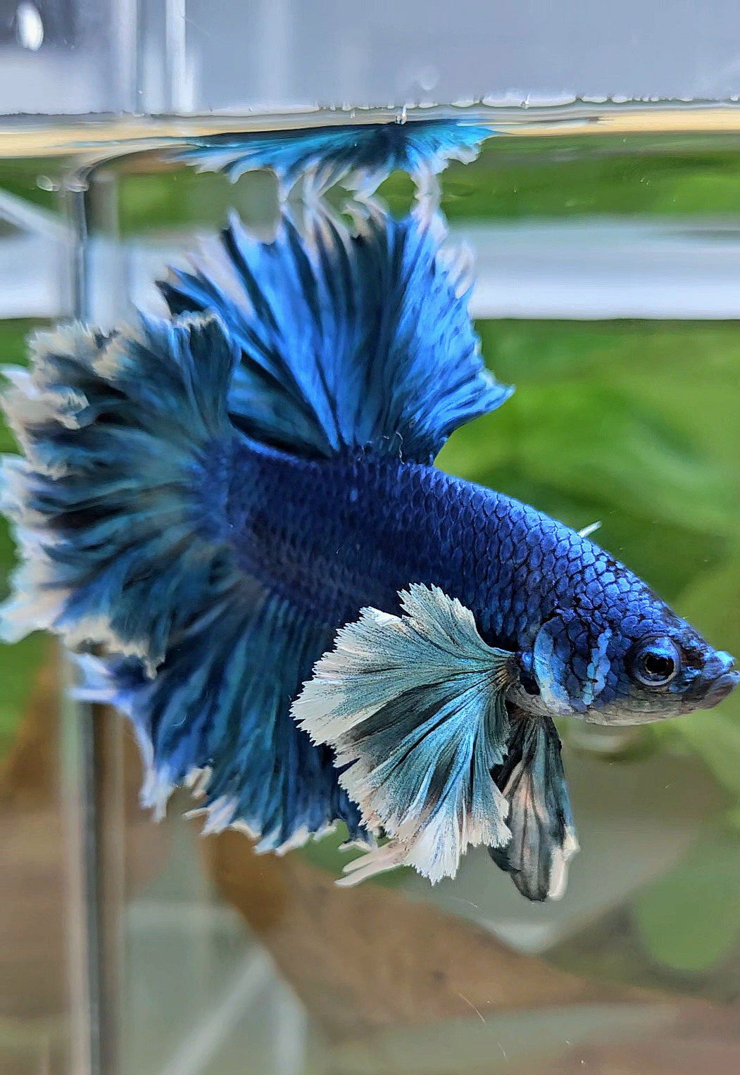LUXURY HALFMOON SUPER ROSE EAR FEATHER TAIL BLUE TURRQUOISE BETTA FISH