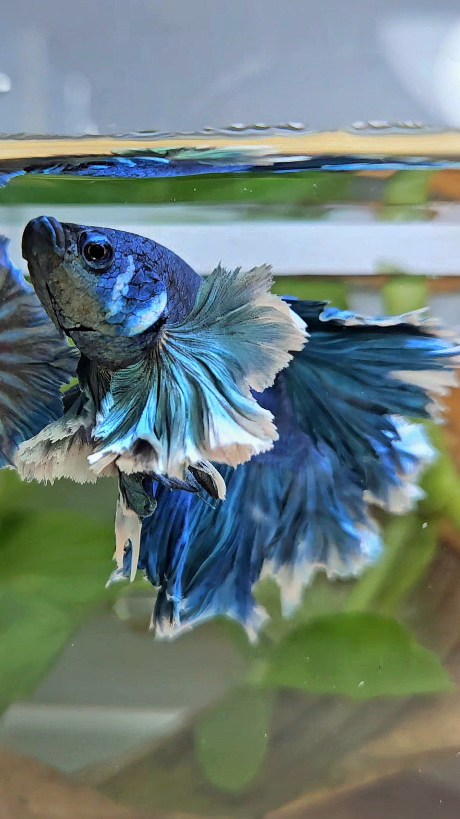 LUXURY HALFMOON SUPER ROSE EAR FEATHER TAIL BLUE TURRQUOISE BETTA FISH