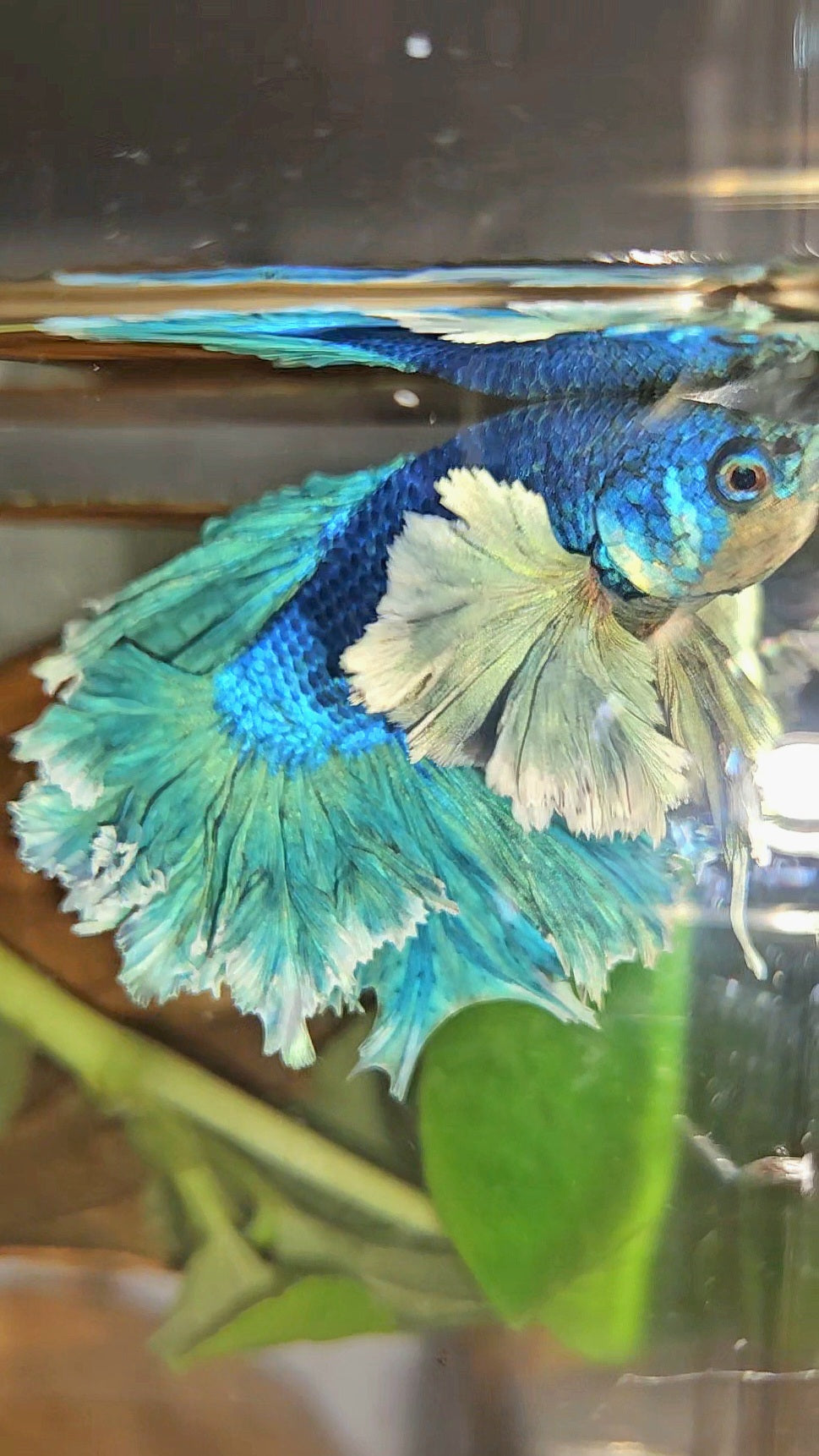 LUXURY HALFMOON SUPER ROSE EAR FEATHER TAIL BLUE TURRQUOISE BETTA FISH