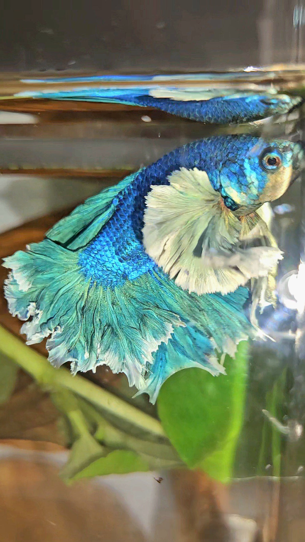 LUXURY HALFMOON SUPER ROSE EAR FEATHER TAIL BLUE TURRQUOISE BETTA FISH