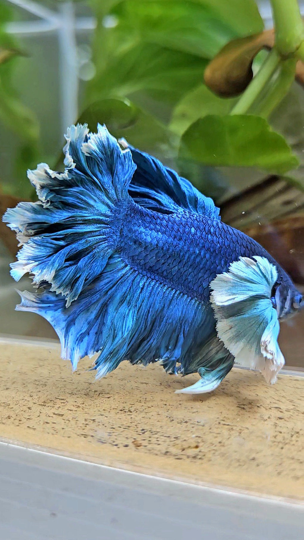 LUXURY HALFMOON SUPER ROSE EAR FEATHER TAIL BLUE TURRQUOISE BETTA FISH