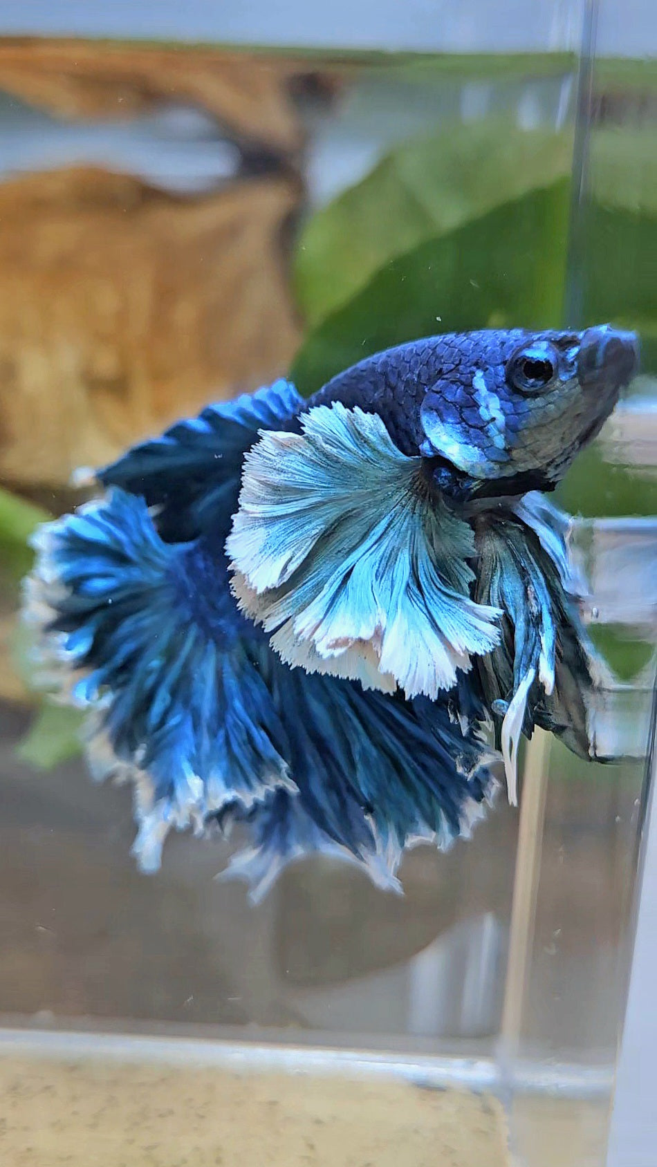 LUXURY HALFMOON SUPER ROSE EAR FEATHER TAIL BLUE TURRQUOISE BETTA FISH