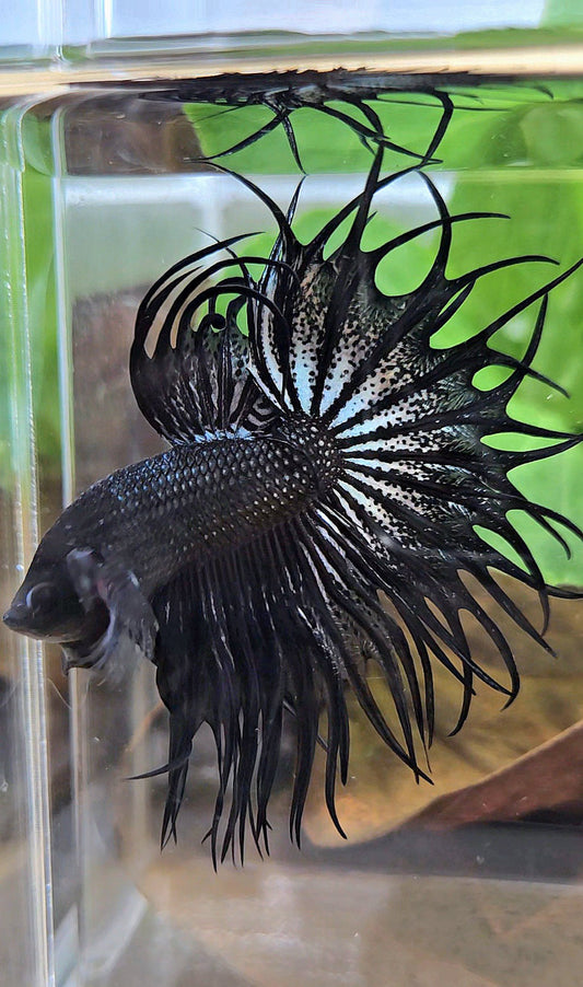LUXURY XL KING CROWNTAIL BLACK COPPER BETTA FISH