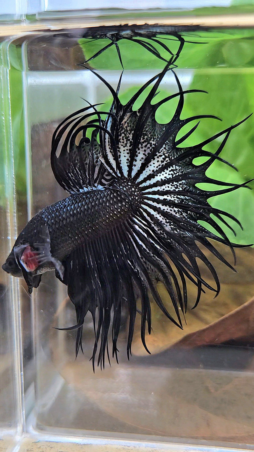 LUXURY XL KING CROWNTAIL BLACK COPPER BETTA FISH