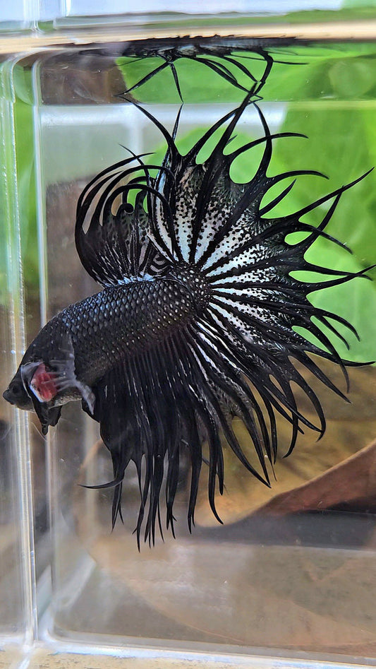 LUXURY XL KING CROWNTAIL BLACK COPPER BETTA FISH