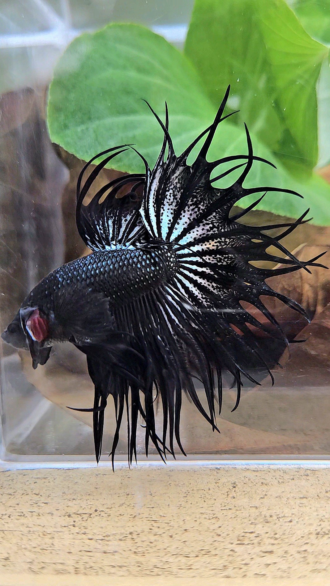 LUXURY XL KING CROWNTAIL BLACK COPPER BETTA FISH