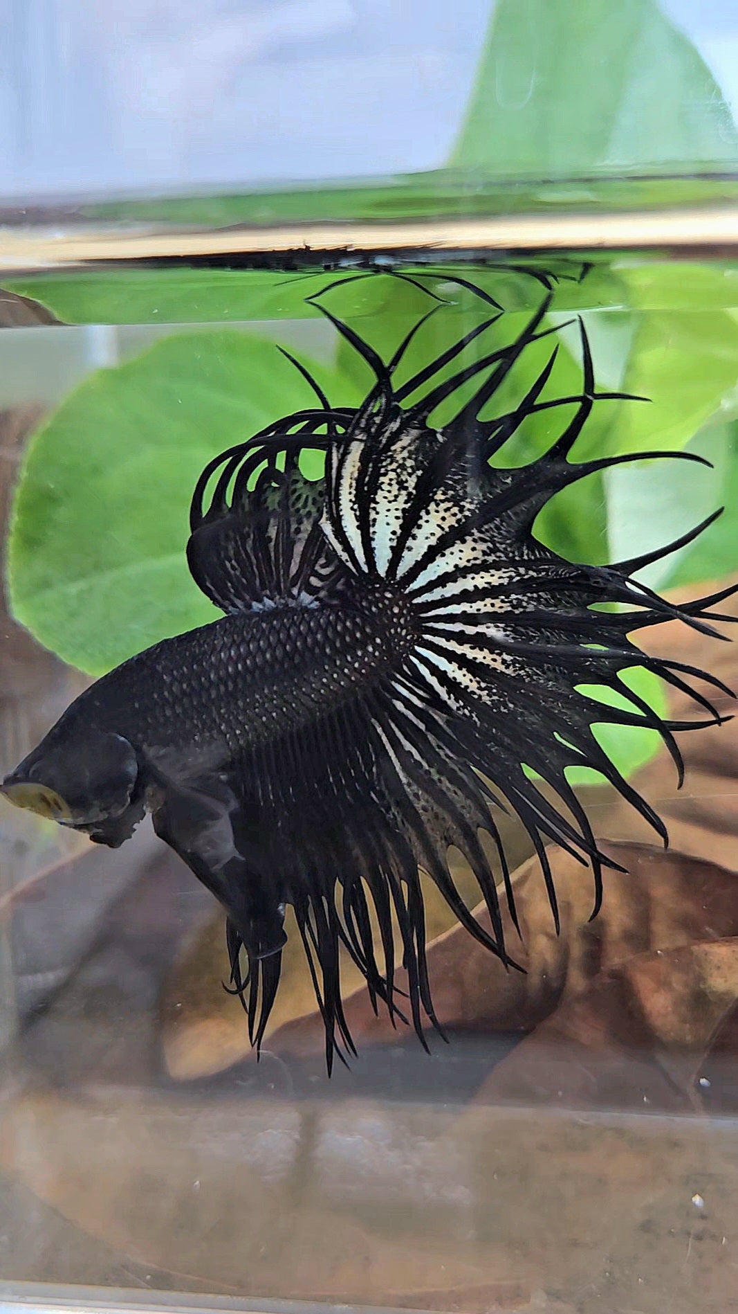 LUXURY XL KING CROWNTAIL BLACK COPPER BETTA FISH