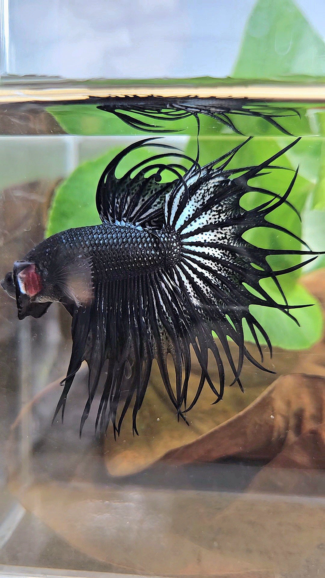 LUXURY XL KING CROWNTAIL BLACK COPPER BETTA FISH