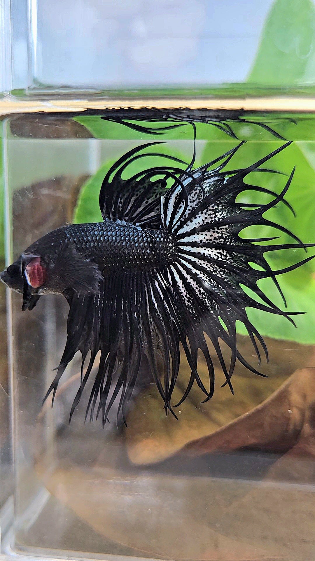 LUXURY XL KING CROWNTAIL BLACK COPPER BETTA FISH
