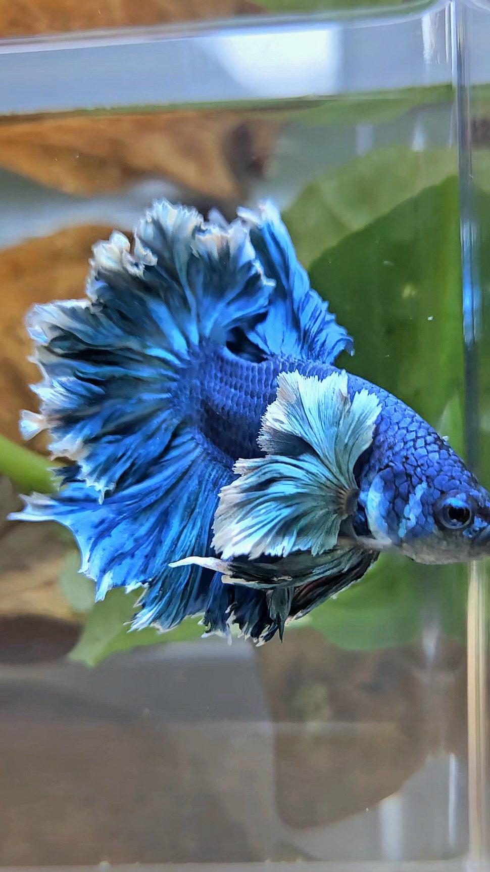 LUXURY HALFMOON SUPER ROSE EAR FEATHER TAIL BLUE TURRQUOISE BETTA FISH