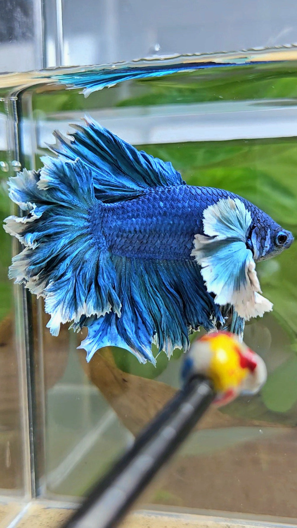 LUXURY HALFMOON SUPER ROSE EAR FEATHER TAIL BLUE TURRQUOISE BETTA FISH