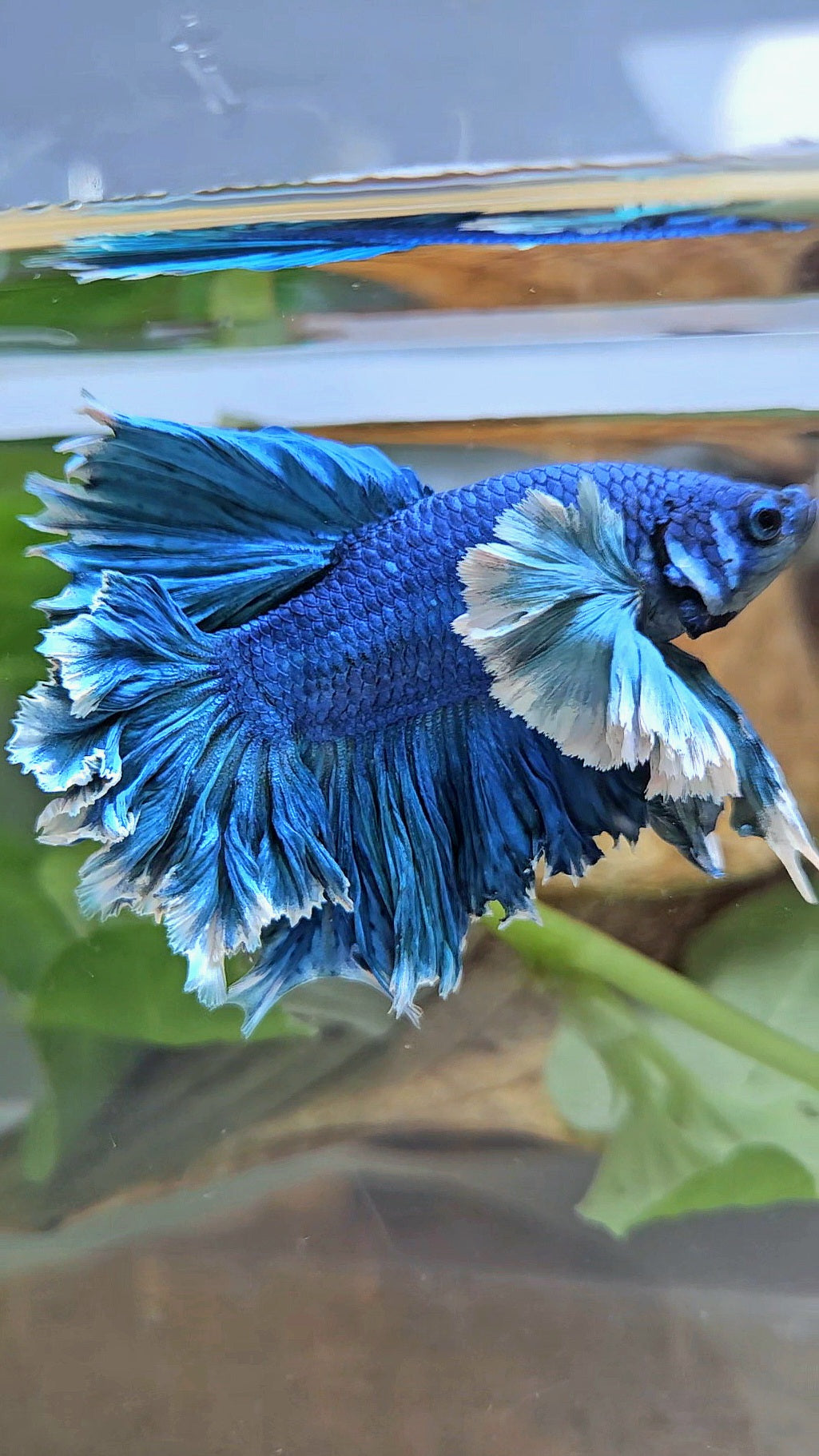 LUXURY HALFMOON SUPER ROSE EAR FEATHER TAIL BLUE TURRQUOISE BETTA FISH