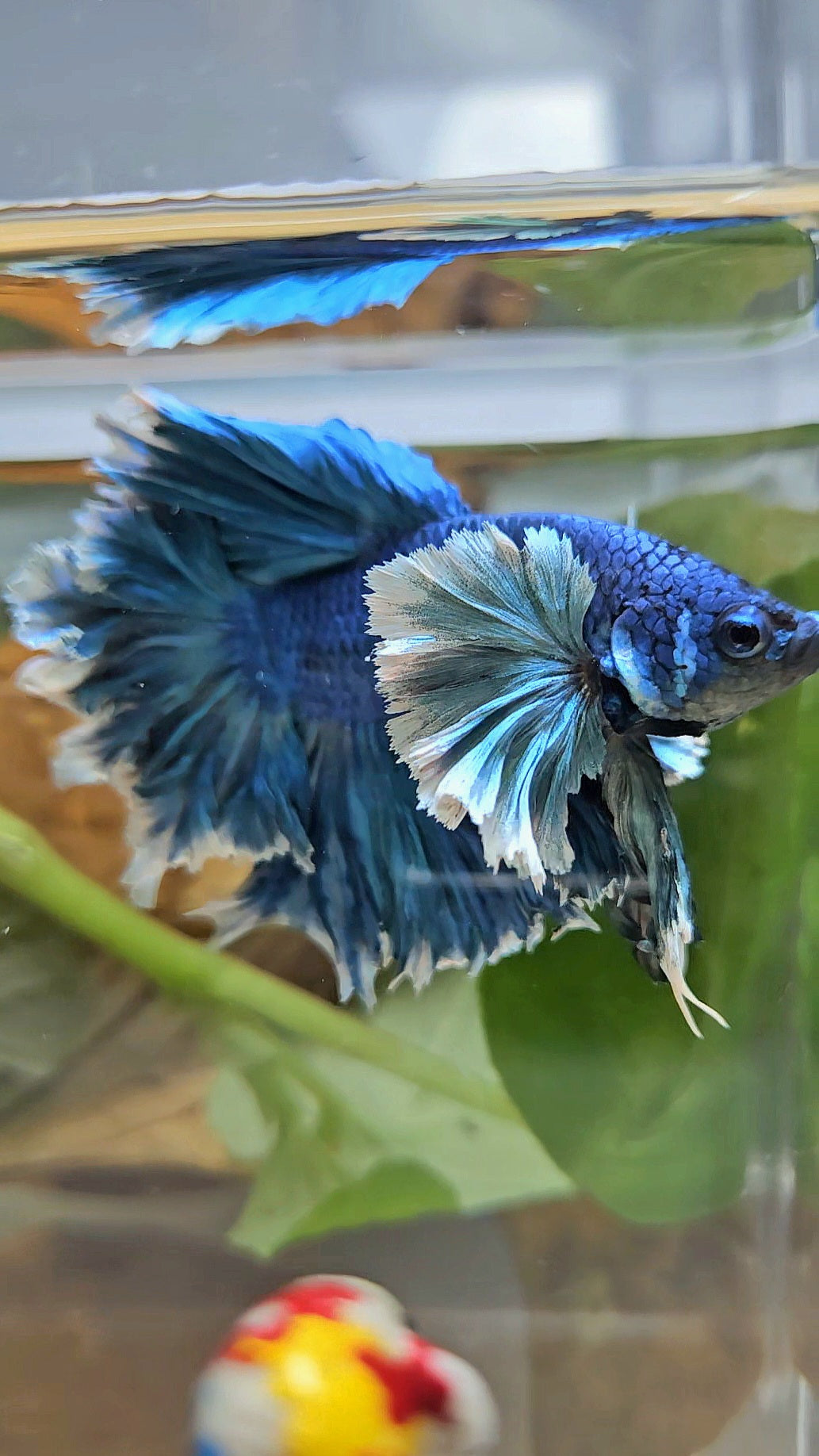 LUXURY HALFMOON SUPER ROSE EAR FEATHER TAIL BLUE TURRQUOISE BETTA FISH