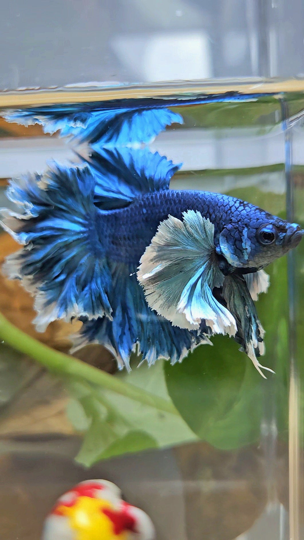 LUXURY HALFMOON SUPER ROSE EAR FEATHER TAIL BLUE TURRQUOISE BETTA FISH