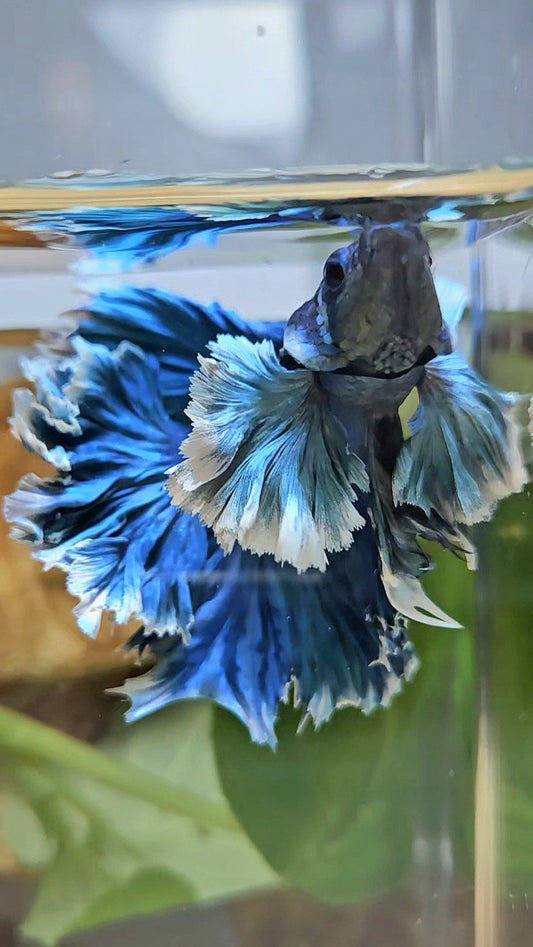 LUXURY HALFMOON SUPER ROSE EAR FEATHER TAIL BLUE TURRQUOISE BETTA FISH