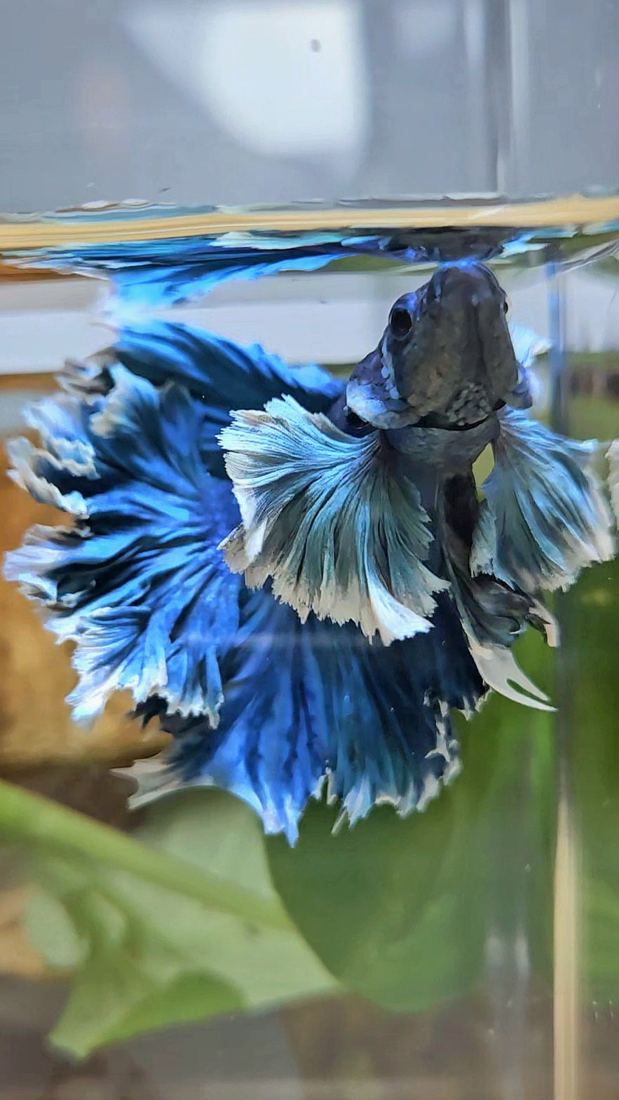 LUXURY HALFMOON SUPER ROSE EAR FEATHER TAIL BLUE TURRQUOISE BETTA FISH