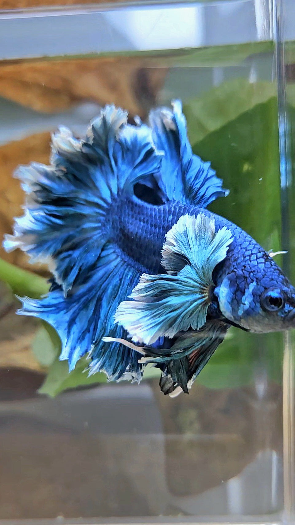 LUXURY HALFMOON SUPER ROSE EAR FEATHER TAIL BLUE TURRQUOISE BETTA FISH