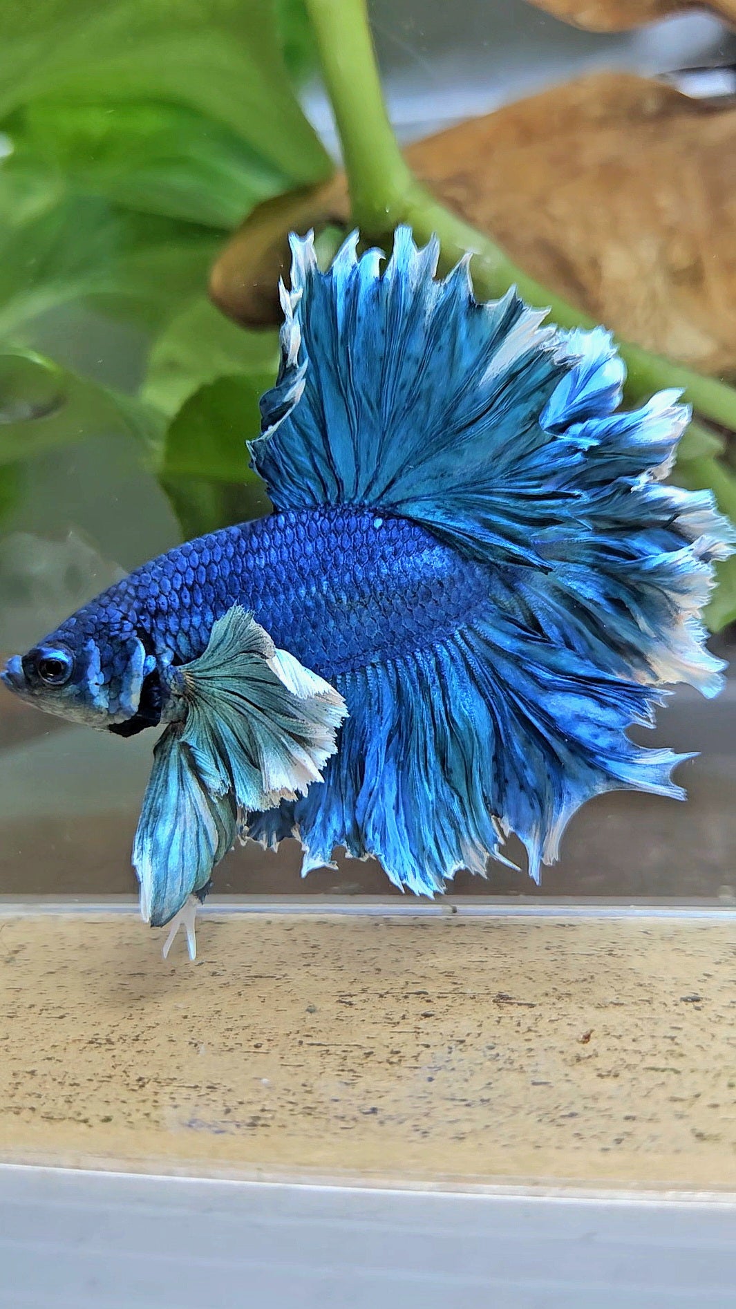 LUXURY HALFMOON SUPER ROSE EAR FEATHER TAIL BLUE TURRQUOISE BETTA FISH