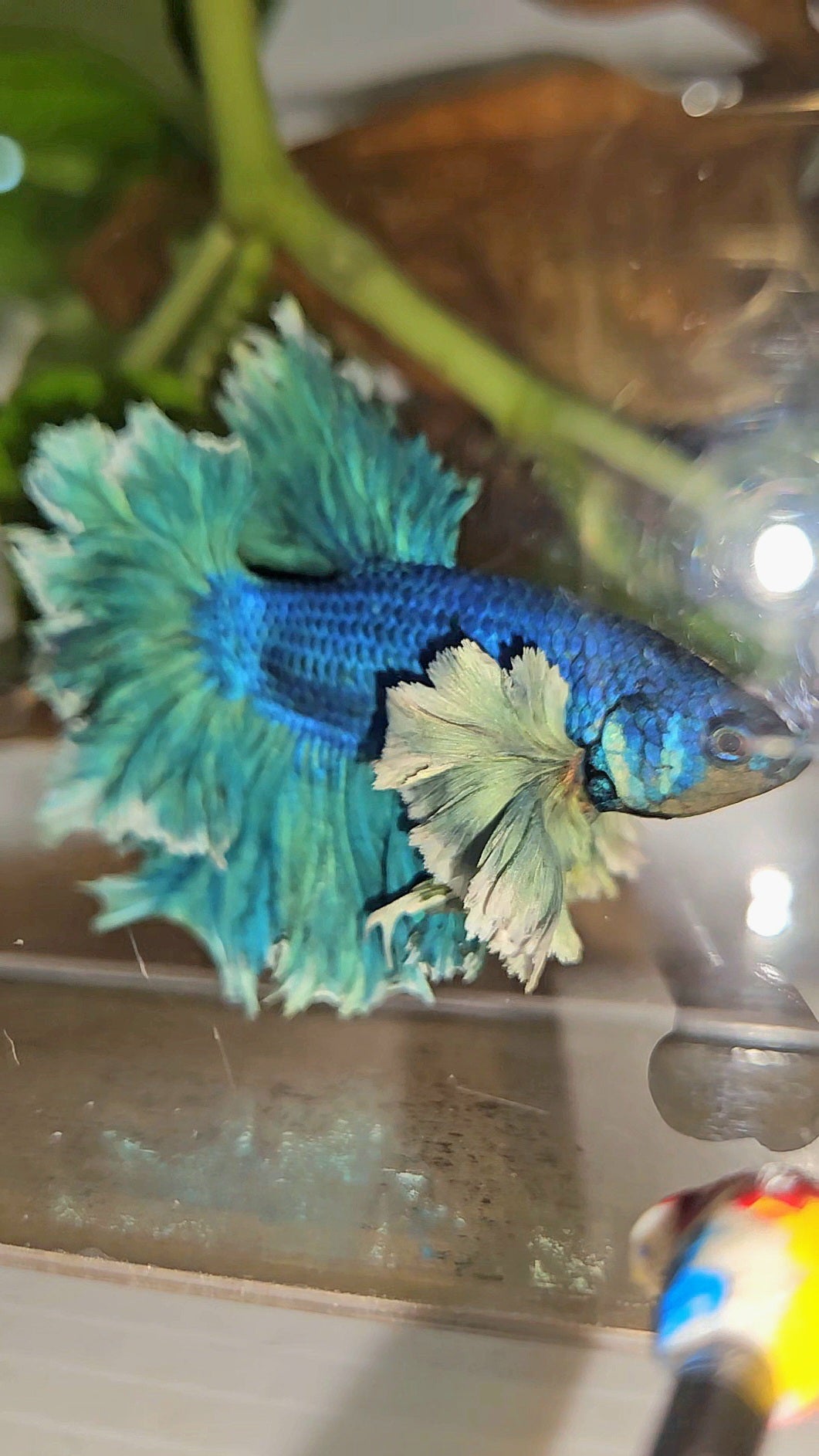 LUXURY HALFMOON SUPER ROSE EAR FEATHER TAIL BLUE TURRQUOISE BETTA FISH
