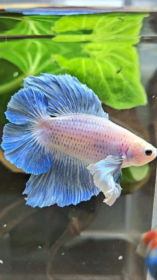PLAKAT DOUBLE TAIL DUMBO EAR BLUE GRIZZLE BETTA FISH