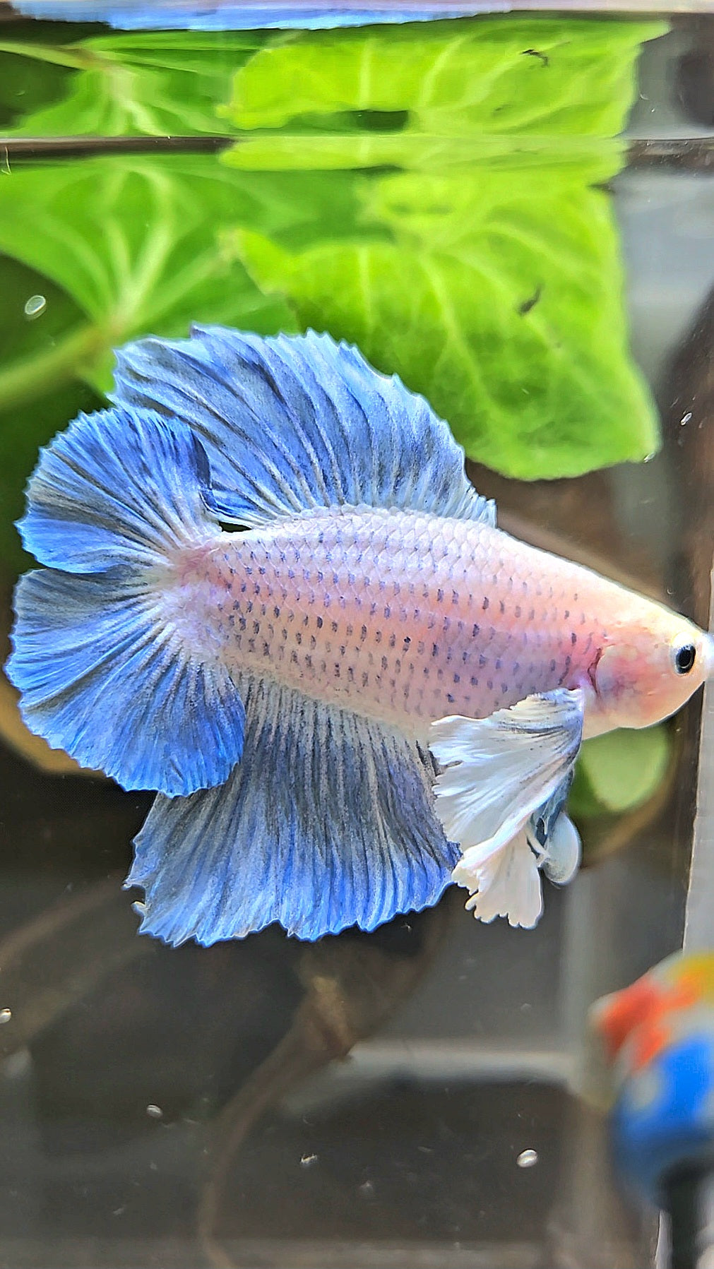 PLAKAT DOUBLE TAIL DUMBO EAR BLUE GRIZZLE BETTA FISH