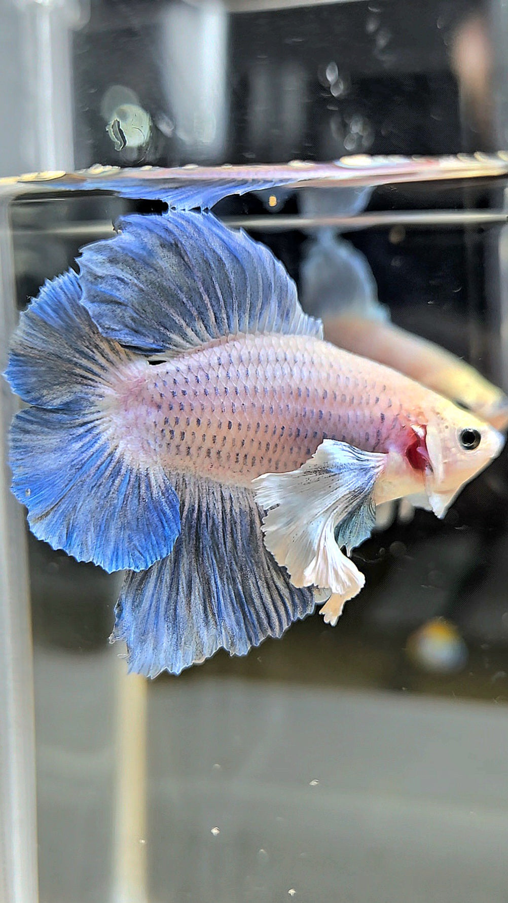PLAKAT DOUBLE TAIL DUMBO EAR BLUE GRIZZLE BETTA FISH
