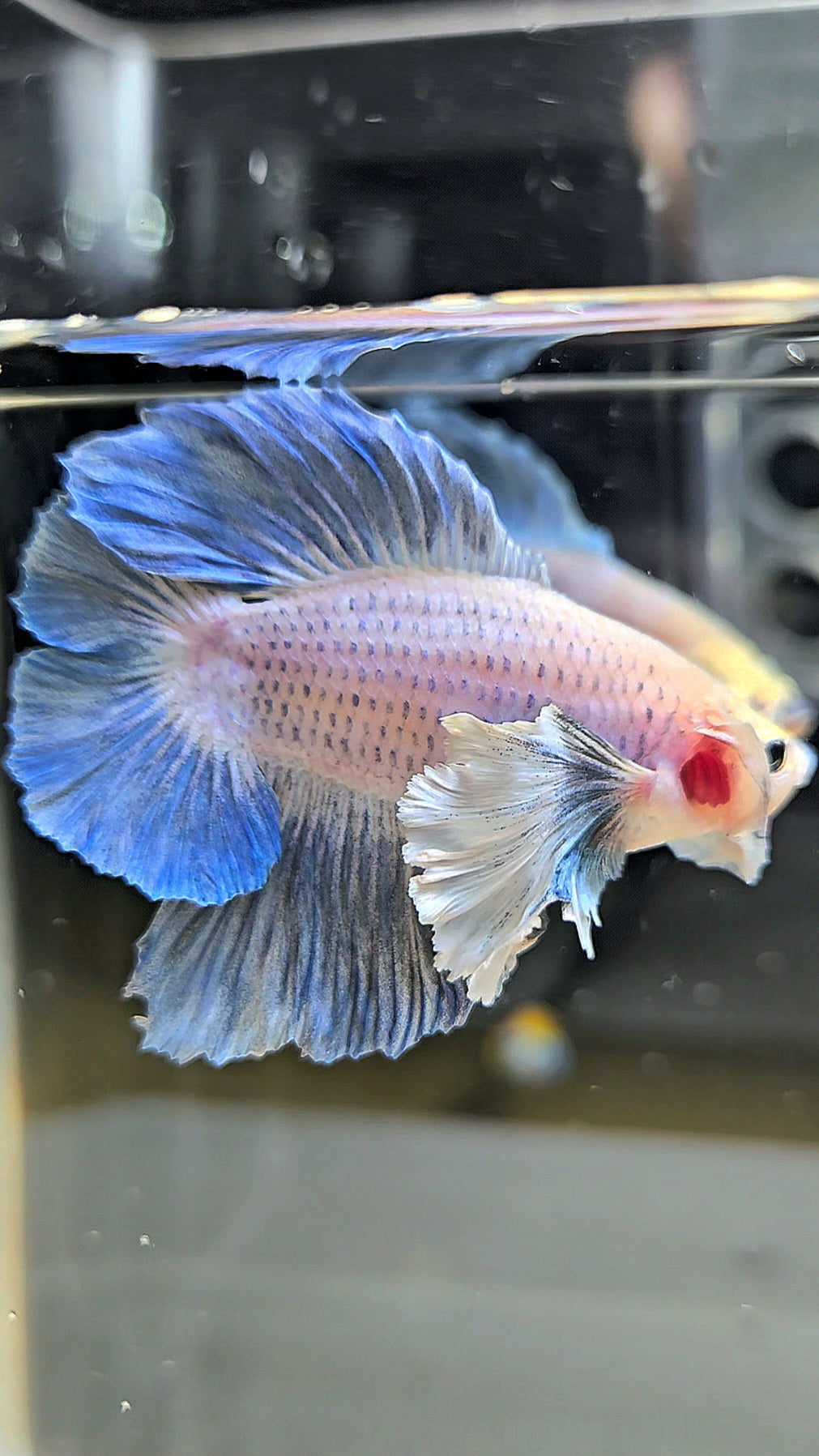 PLAKAT DOUBLE TAIL DUMBO EAR BLUE GRIZZLE BETTA FISH