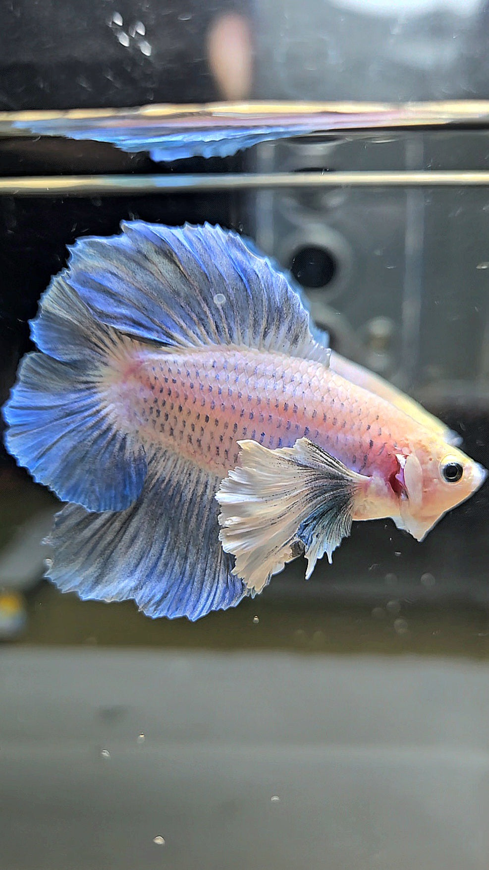 PLAKAT DOUBLE TAIL DUMBO EAR BLUE GRIZZLE BETTA FISH