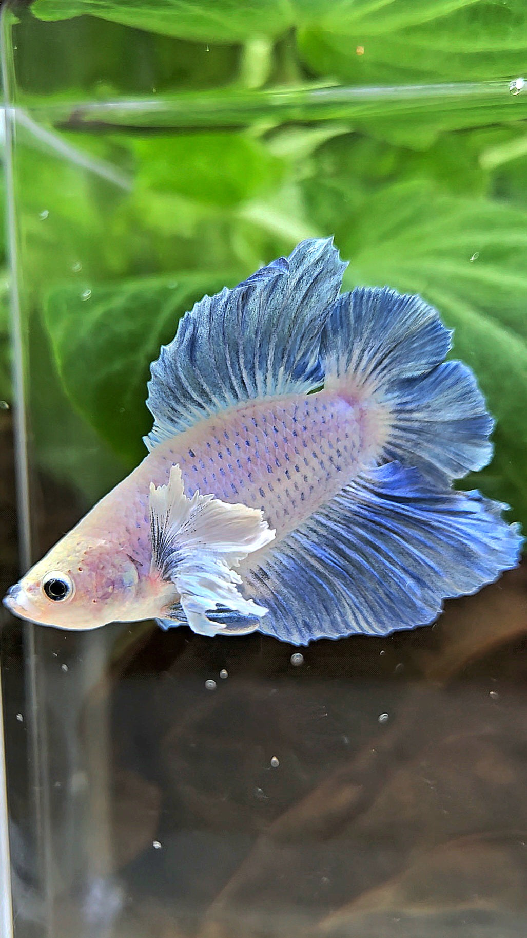 PLAKAT DOUBLE TAIL DUMBO EAR BLUE GRIZZLE BETTA FISH