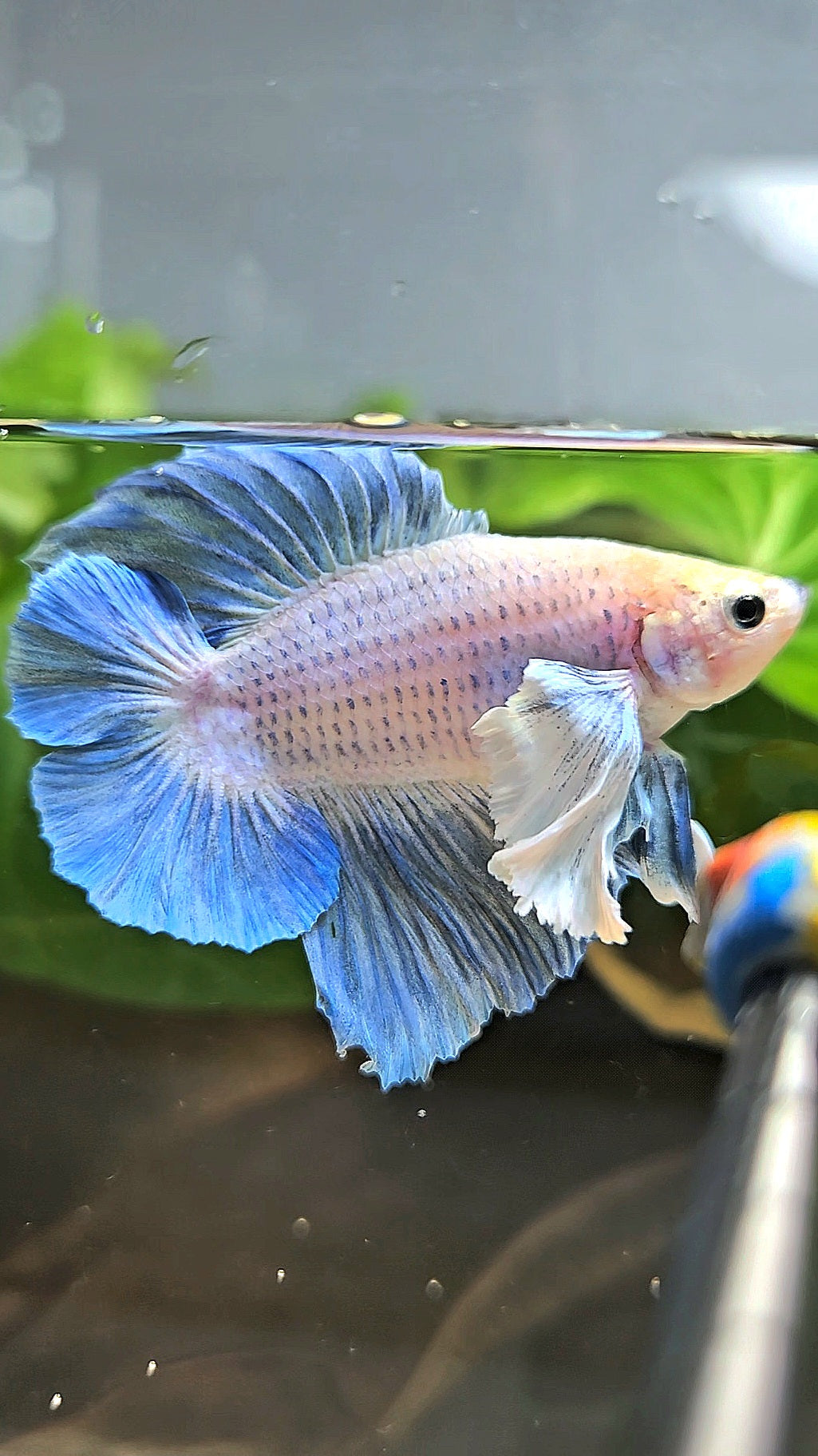 PLAKAT DOUBLE TAIL DUMBO EAR BLUE GRIZZLE BETTA FISH