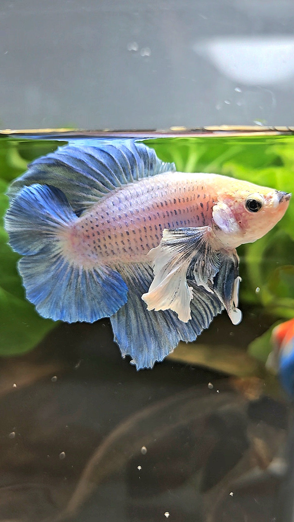 PLAKAT DOUBLE TAIL DUMBO EAR BLUE GRIZZLE BETTA FISH