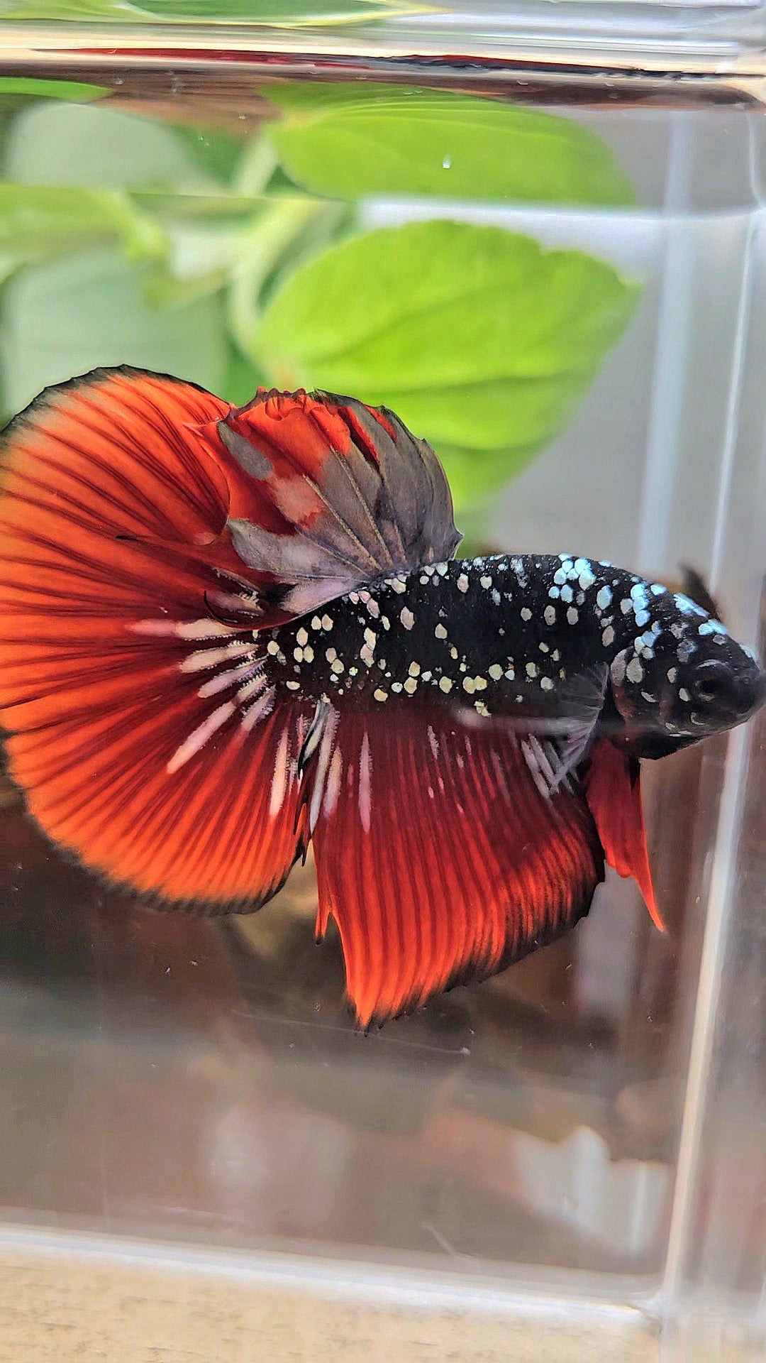 HALFMOON BLACKSTAR GALAXY COPPER GOLD AVATAR RED VAMPIRE BETTA FISH