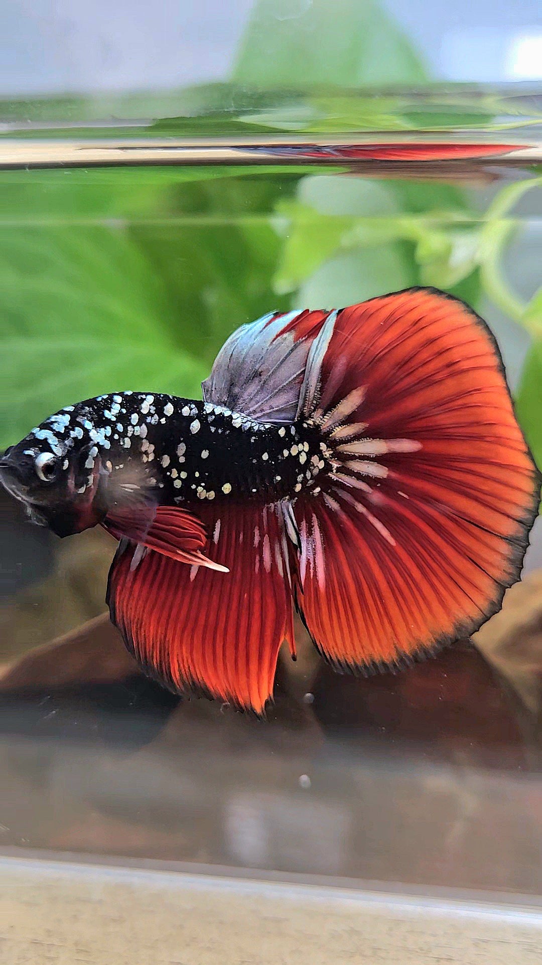 HALFMOON BLACKSTAR GALAXY COPPER GOLD AVATAR RED VAMPIRE BETTA FISH