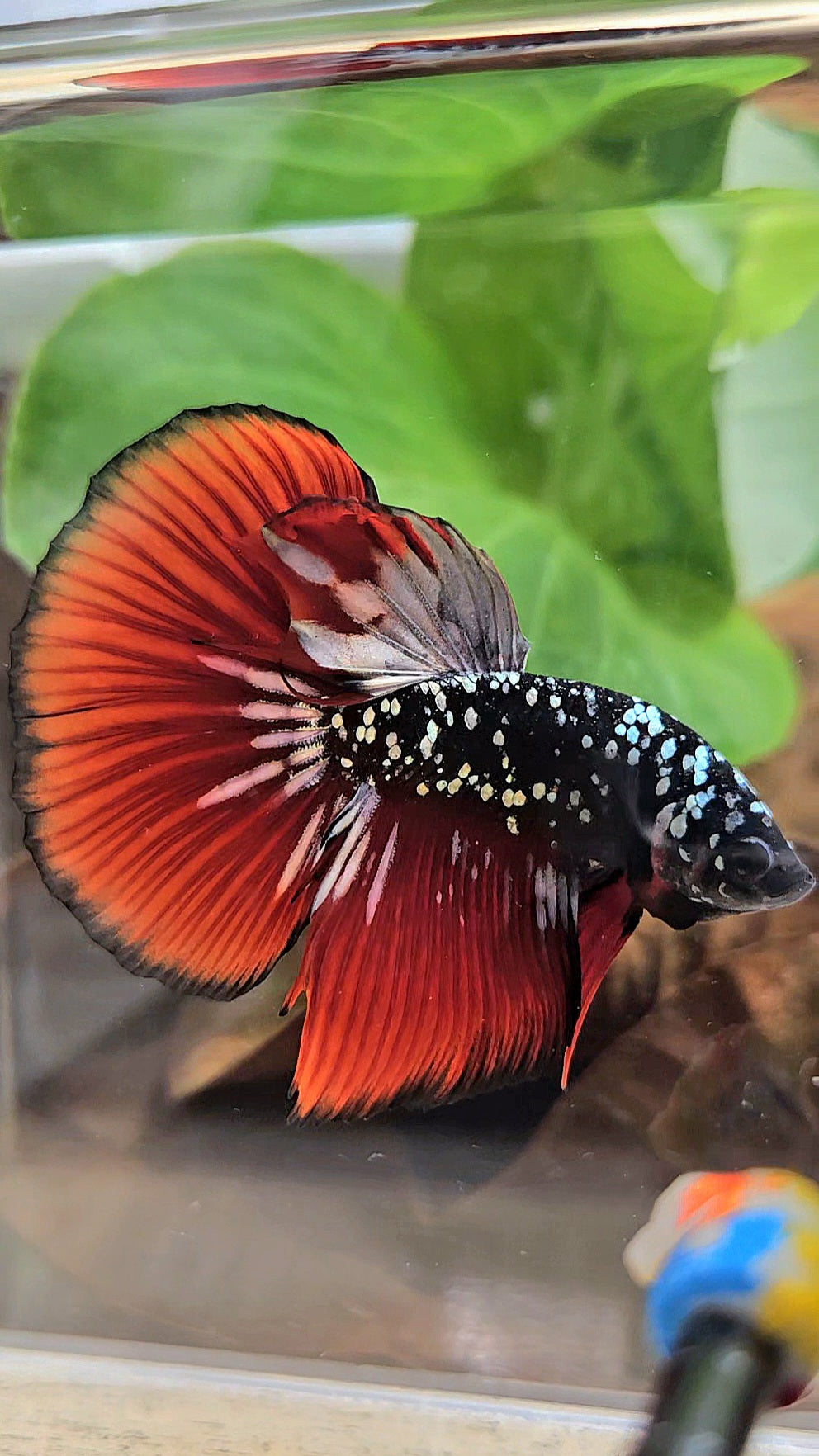 HALFMOON BLACKSTAR GALAXY COPPER GOLD AVATAR RED VAMPIRE BETTA FISH
