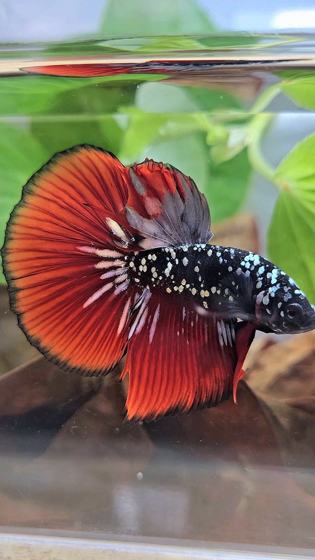 HALFMOON BLACKSTAR GALAXY COPPER GOLD AVATAR RED VAMPIRE BETTA FISH